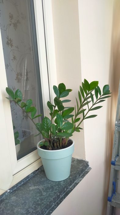 Продам долларовое дерево
