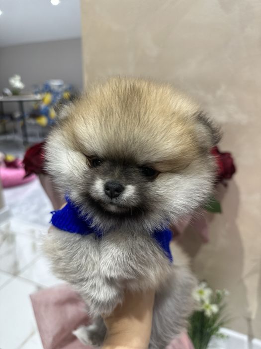 Мини померанчета – 2 момченца и 2 момиченца!