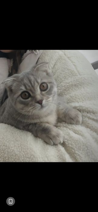 отдам в добрые руки кошку "шотландская вислоухая "