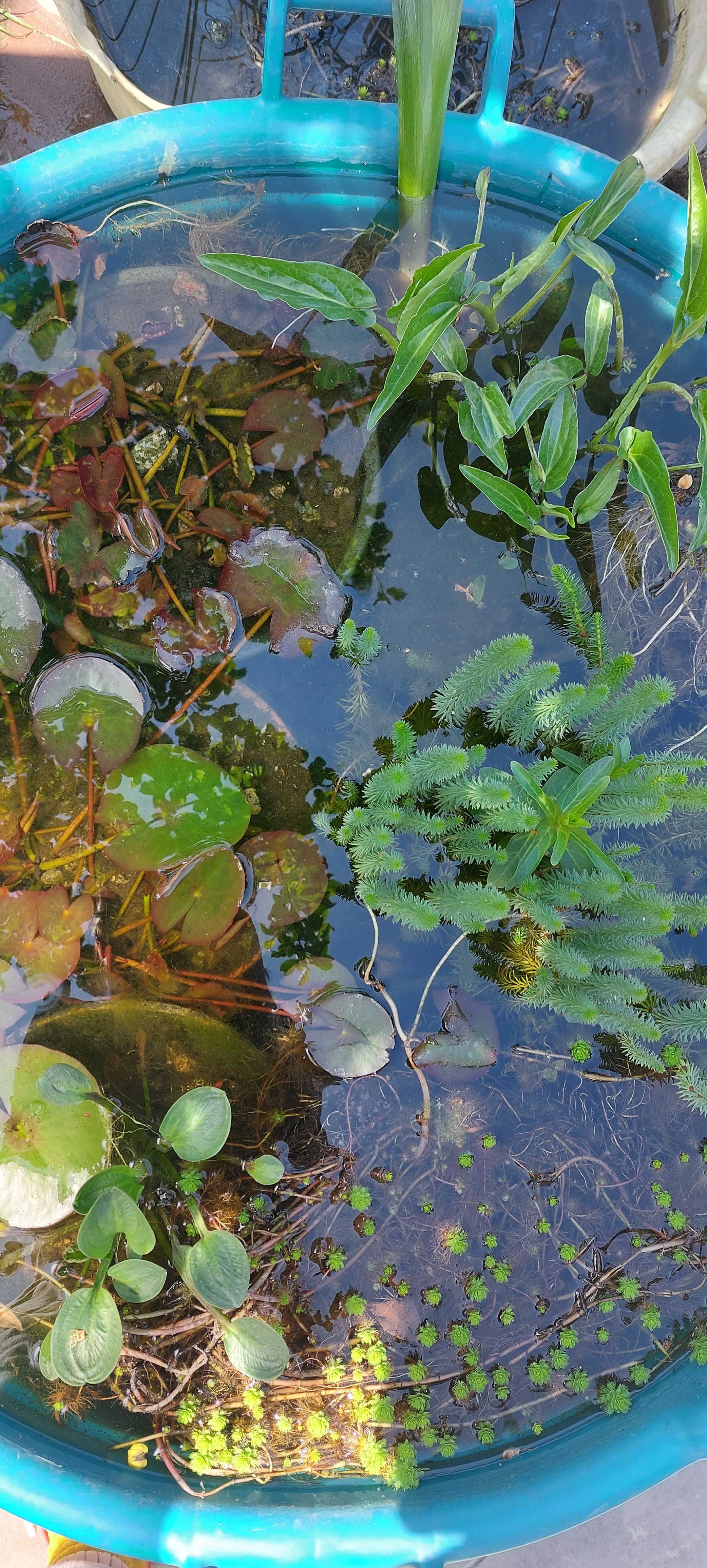 Нимфеи, водные лилии, водные растения