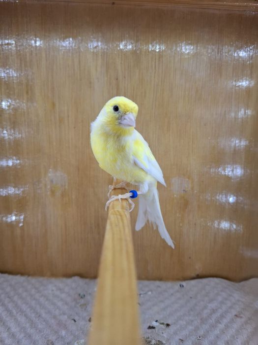Canari și pescăruși