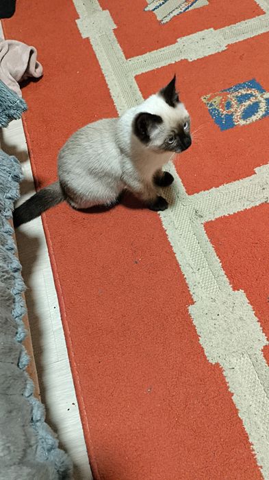 Отдам в хорошие руки