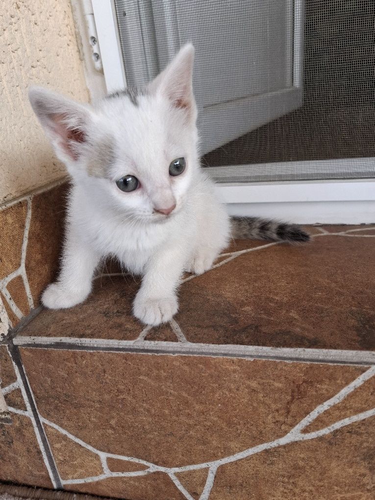 Donez pui de pisică