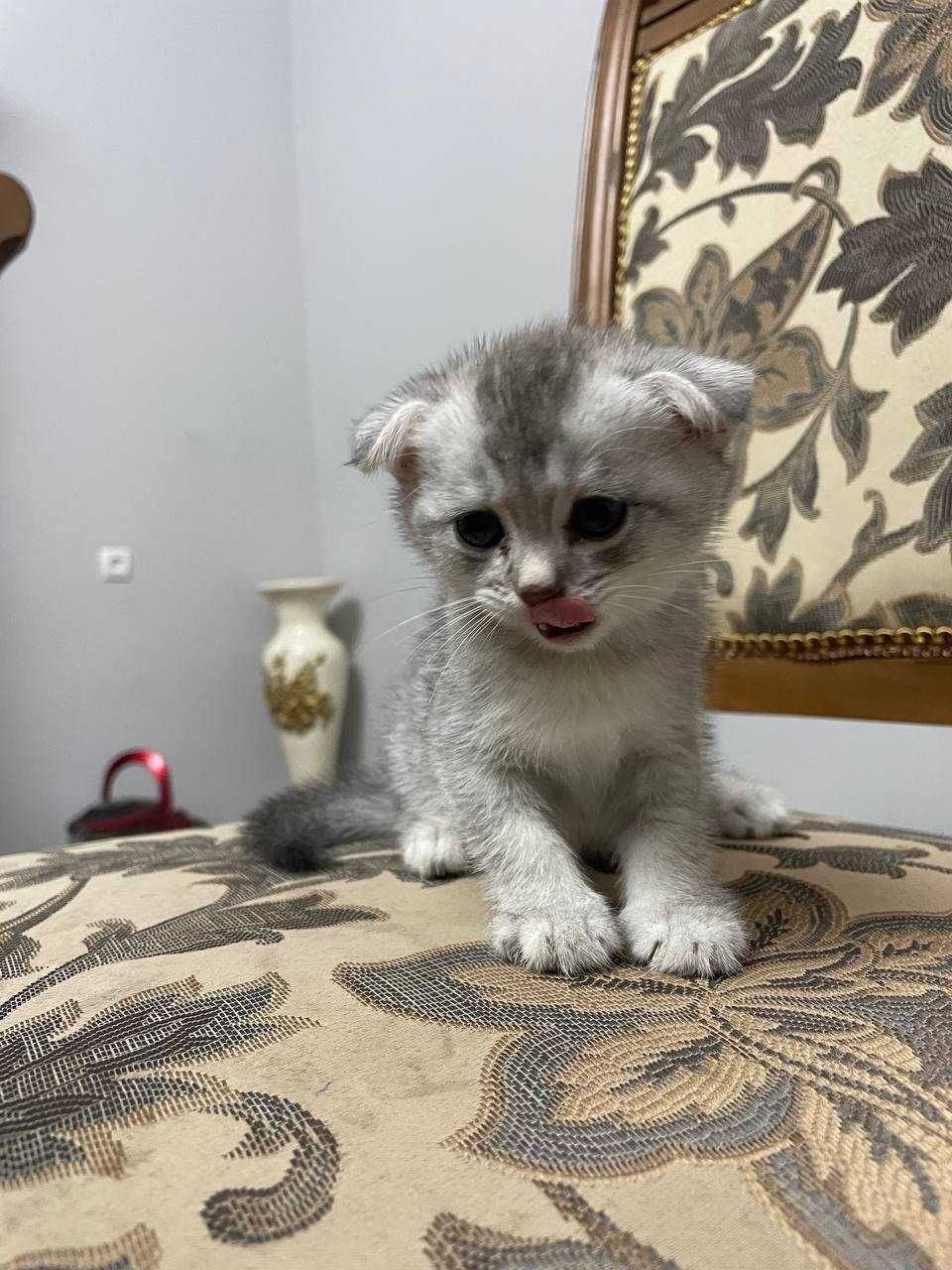 Котята скотиш фолд, скотиш страйт