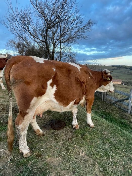 Vacă Baltata Românească