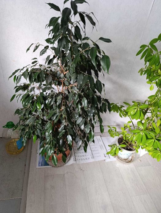 Цветы разного вида