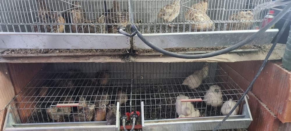 Vând  prepelite   ouatoare