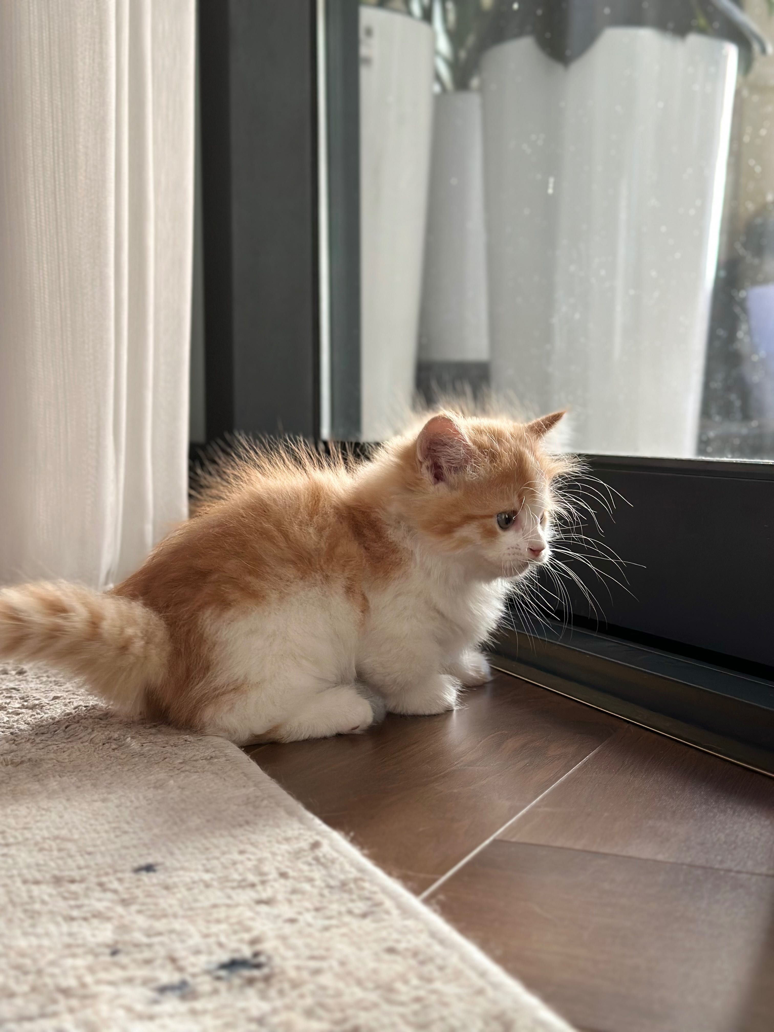 Манчкин (котенок породы манчкин)