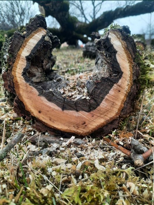 Rondele de nuc  sau alte esente / lemn, fosne de nuc,  mese lemn nuc