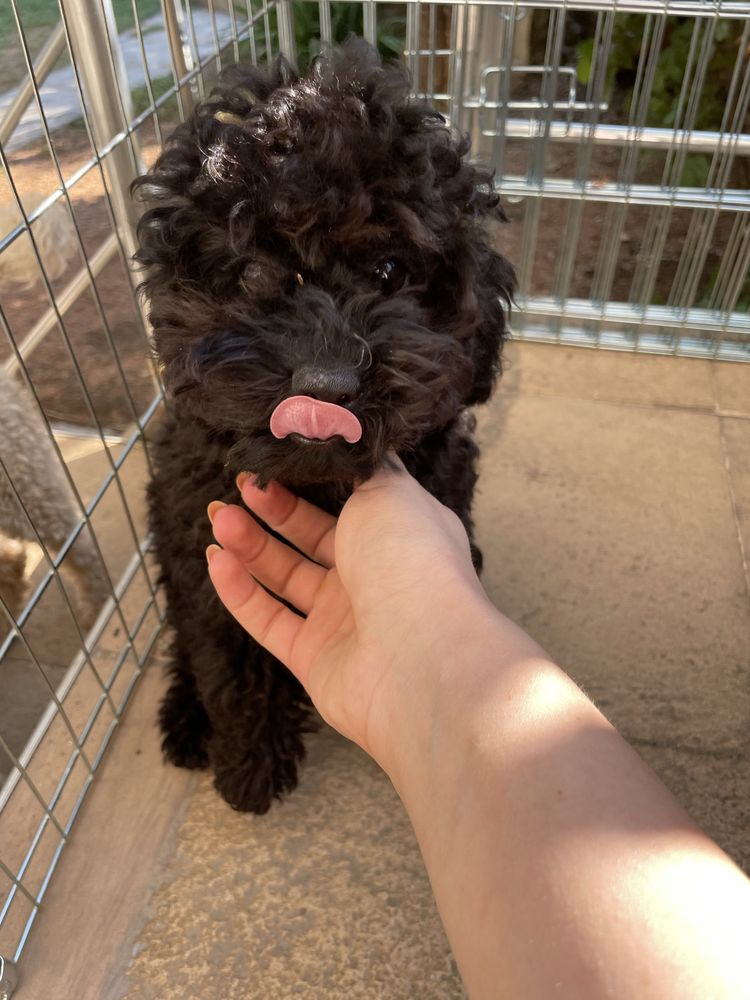 Той пудел / Toy poodle