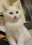 Motănel Angora turcească alb