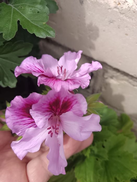 Королевская пеларгония