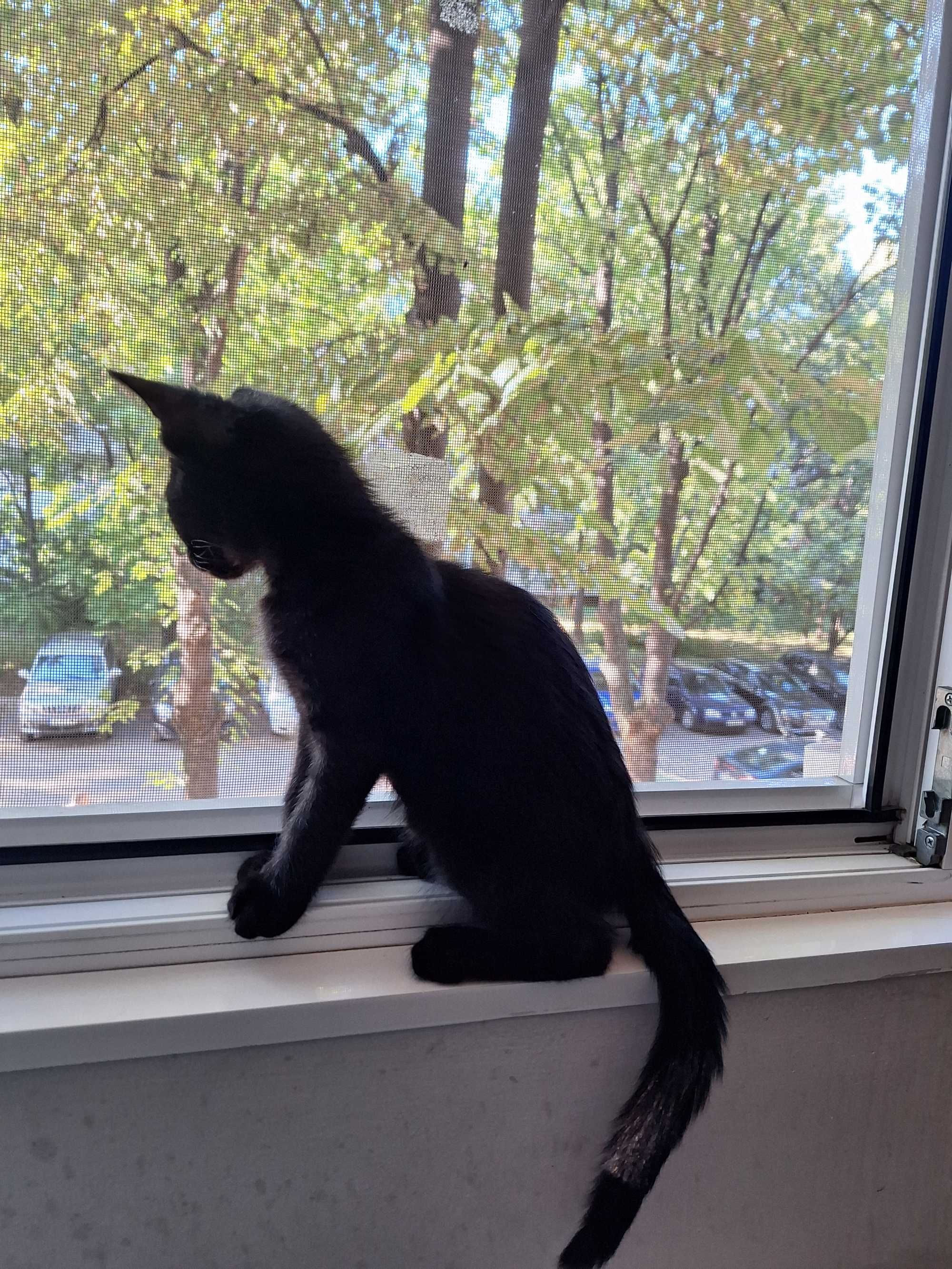 Подарявам котета