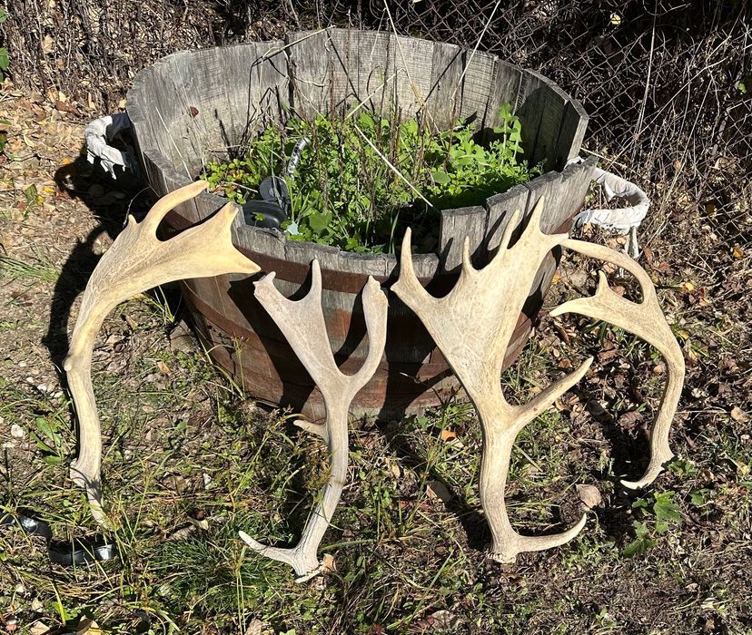 Еленски рога в добро състояние