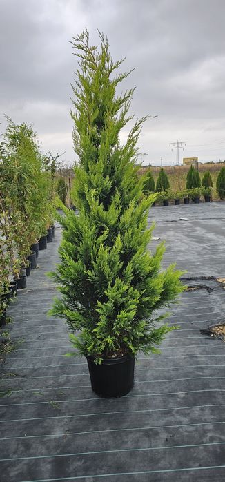 Prunus laucerasus- Photinia red- Leylandi- Euonymus