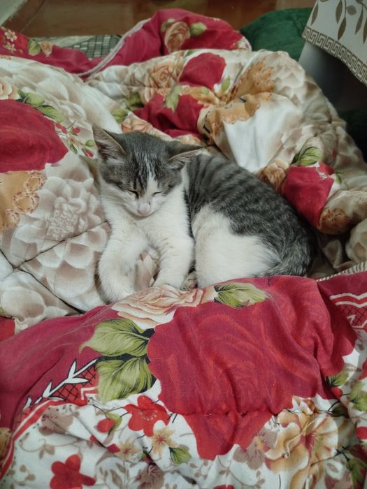 Котенок подросток,2-3 мес примерно