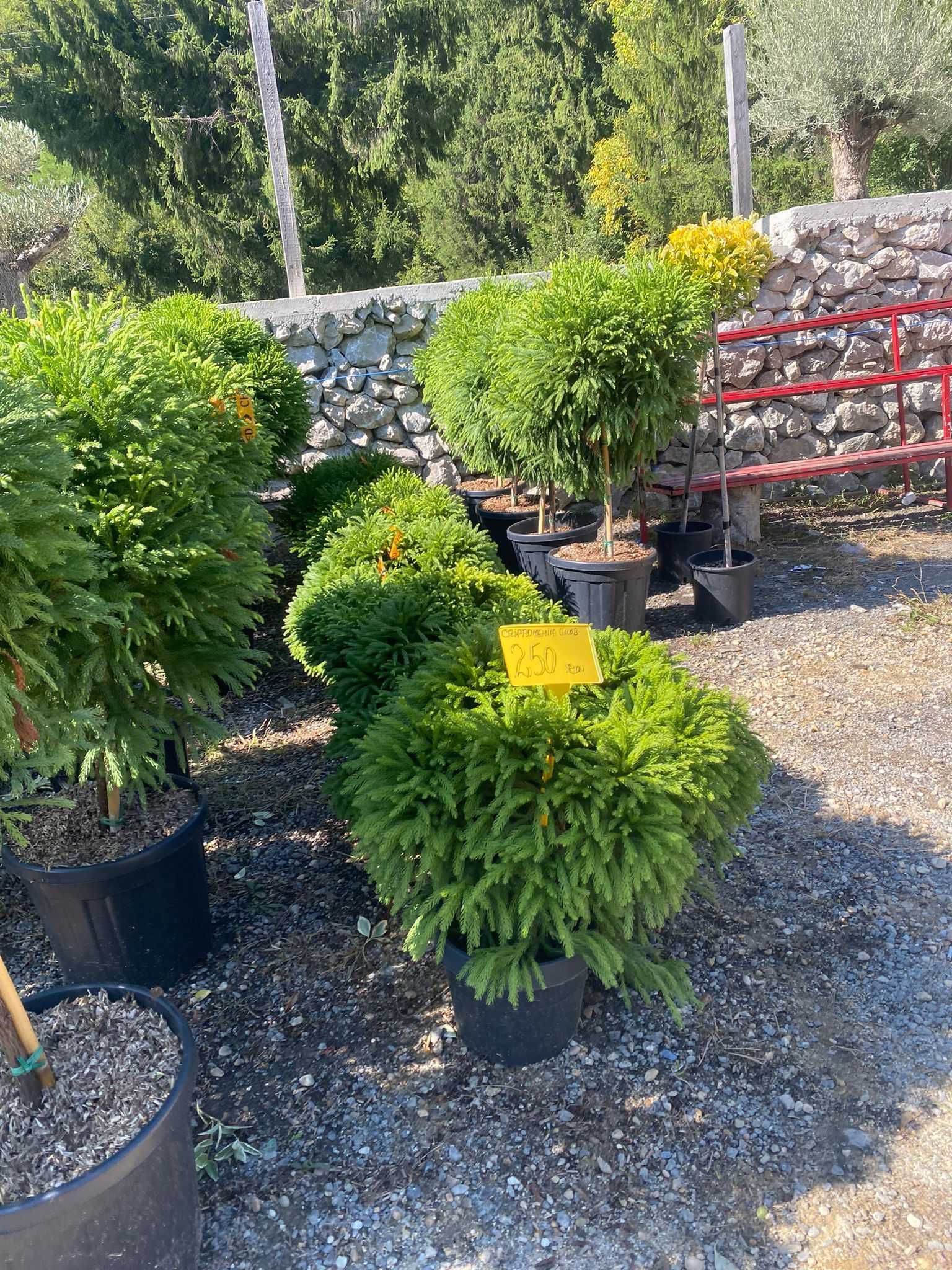Selecție variată de plante ornamentale – Calitate superioară garantată