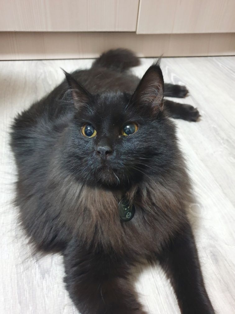 Котенку нужен Дом!