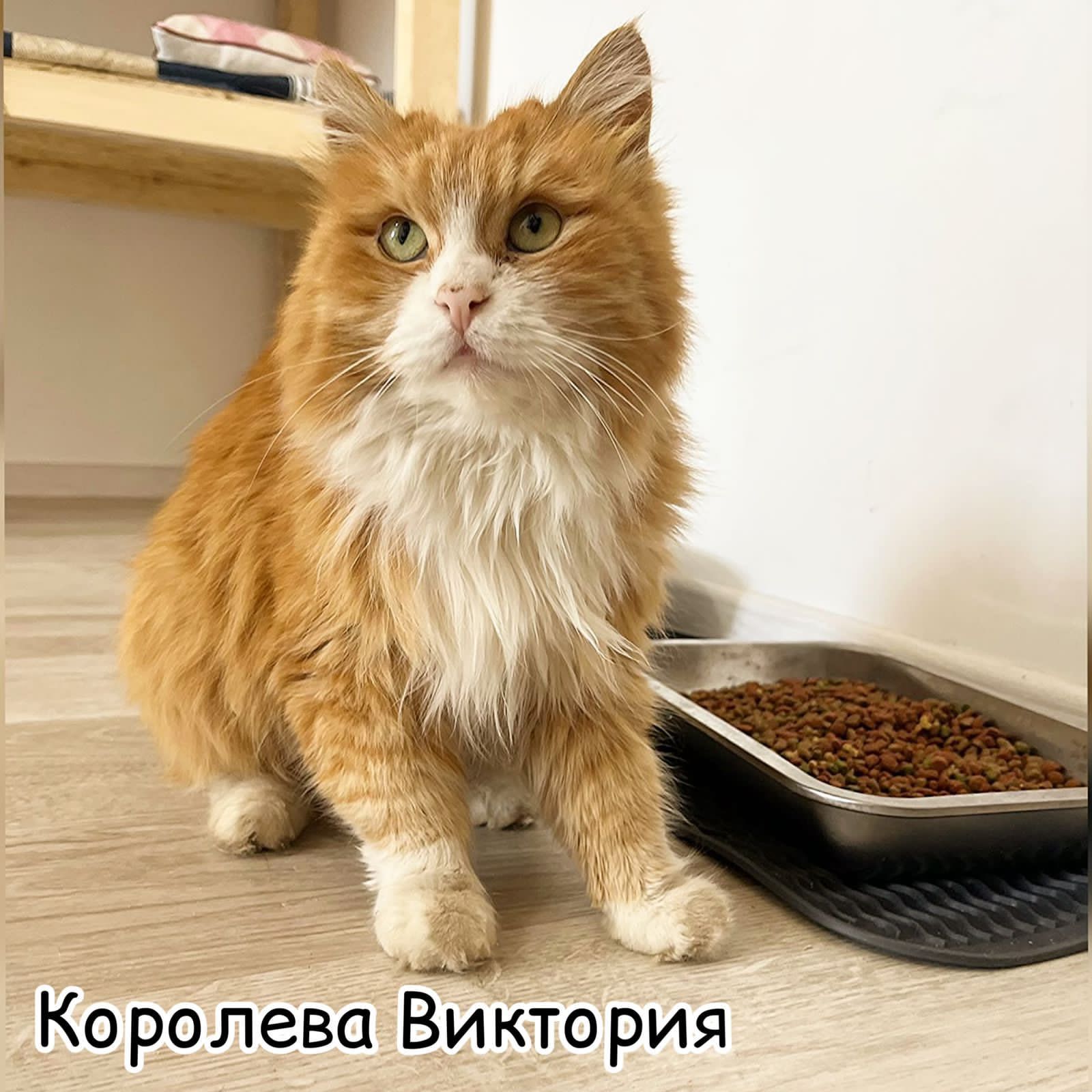 Кошечка в поиске дома