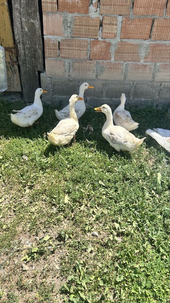 Vand 5 rate de rasa pekin