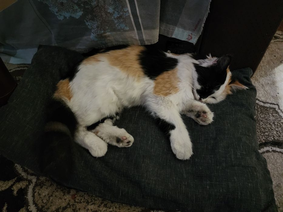 Xadiyaga qiz bola mushuk aqilli gapka chunadi