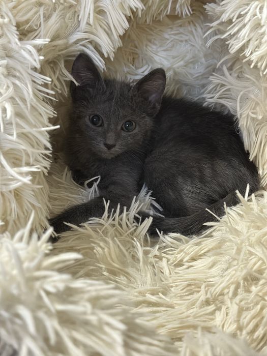 Котенок -мальчик 3 месяца