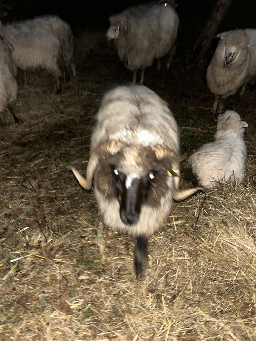 Berbecuti la prima monta