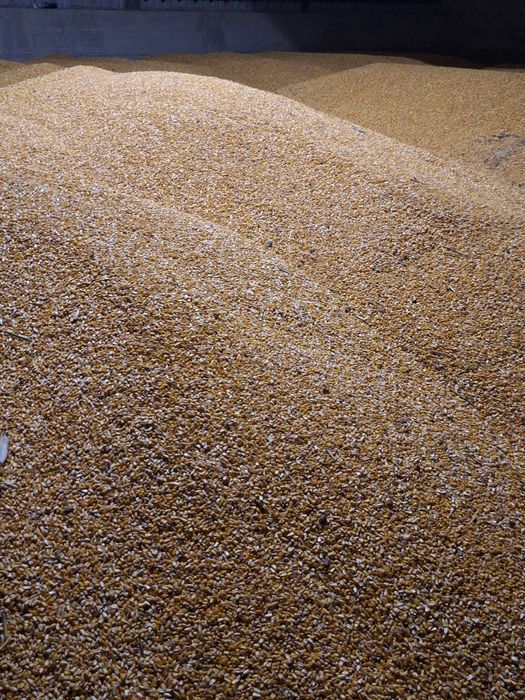 Porumb boabe producție 2025