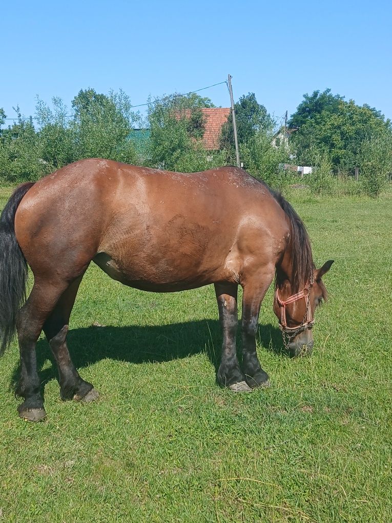 Vând manza de 4 ani