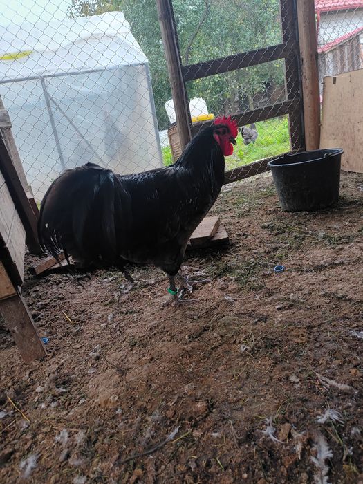 Cocoș australorp albastru