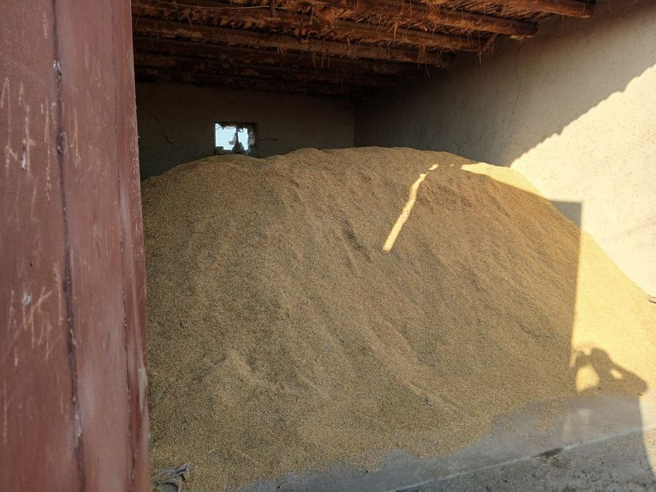 Sholi 5000 soʻm  20 tonna