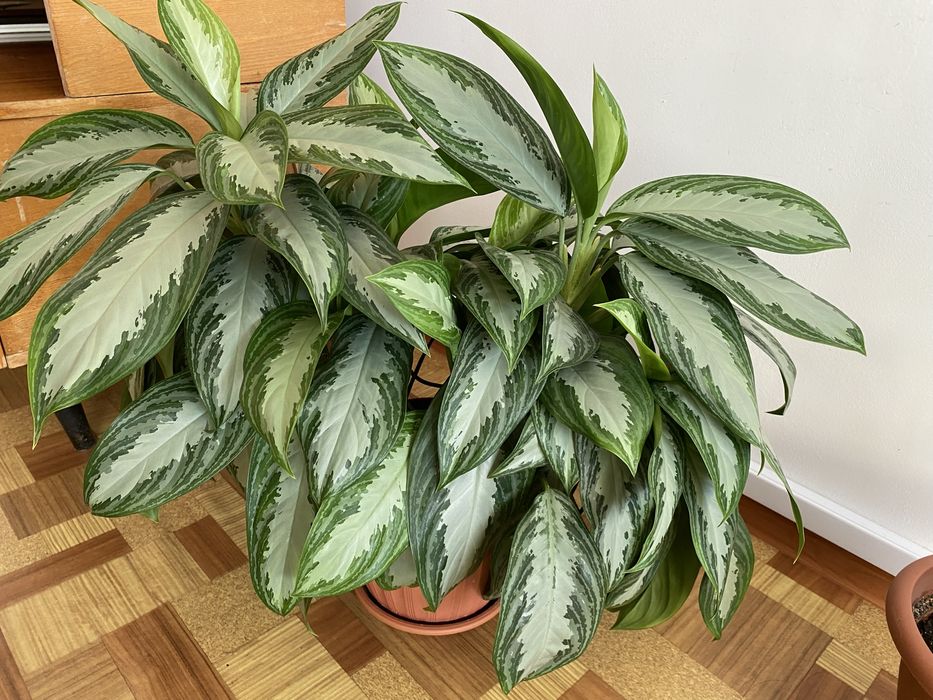 Аглаонема растение