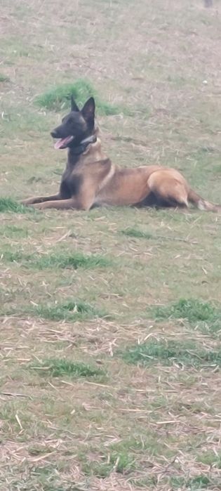 puii ciobanesc malinois