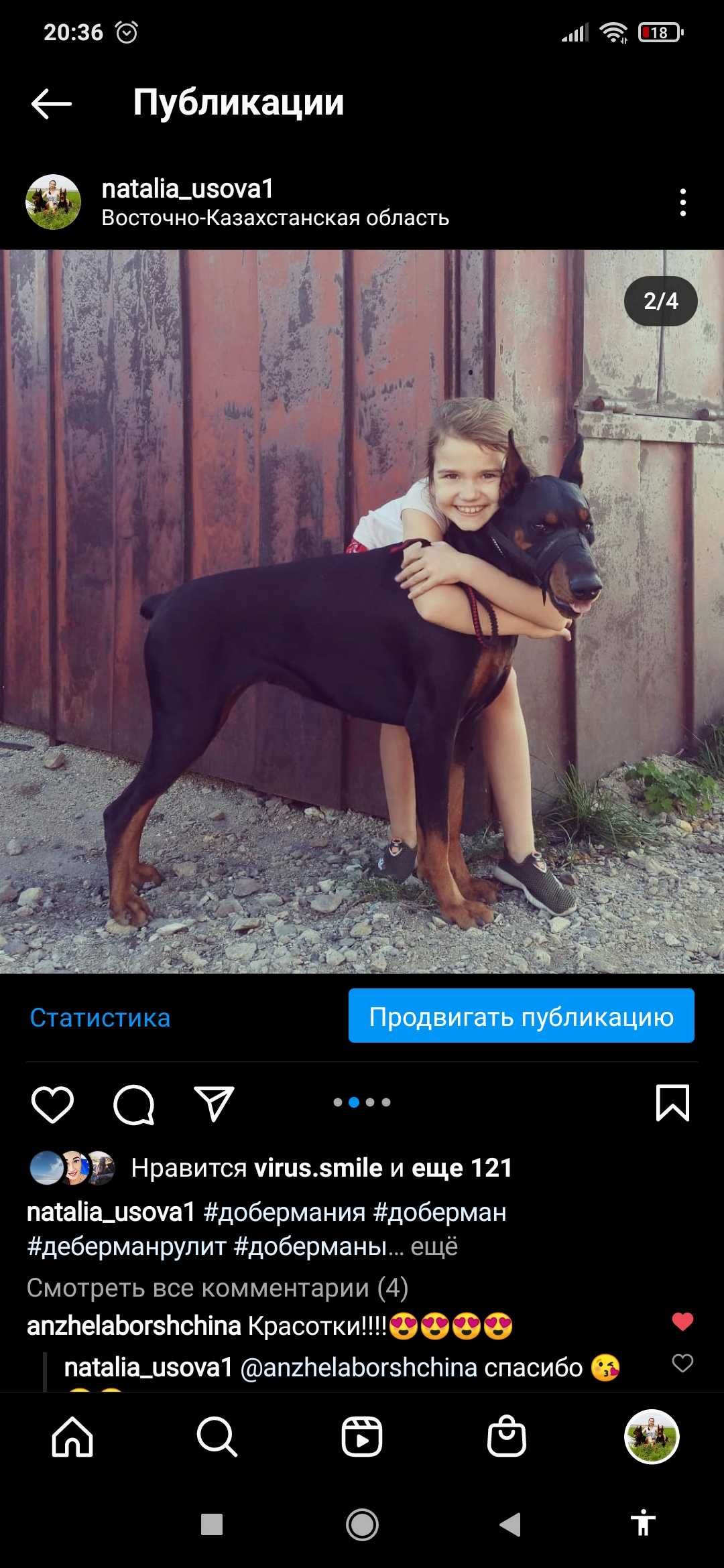 Доберман-фотомодель       .