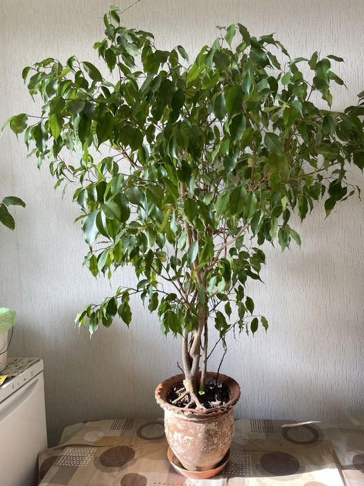 Фикусово дърво Бенджамин