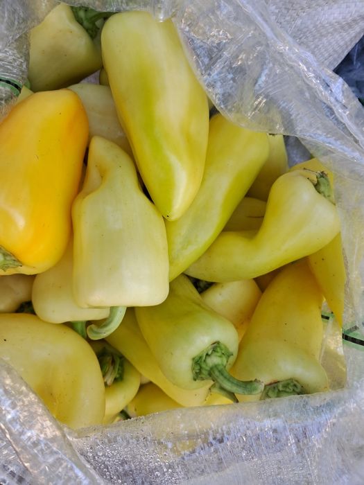 Продам свежие баклажаны перец   помидоры