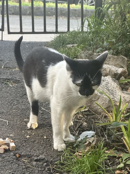 Pisică sterilizată + pui de adoptat