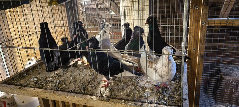 Гълъби за продажба