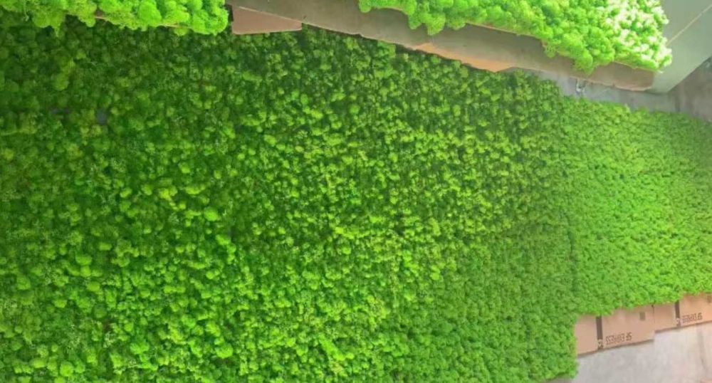 Пано от скандинавски мъх , картини скандинавски зелен мъх , декорация