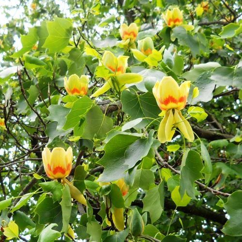 Pomi ornamentali  arborele de lalea
