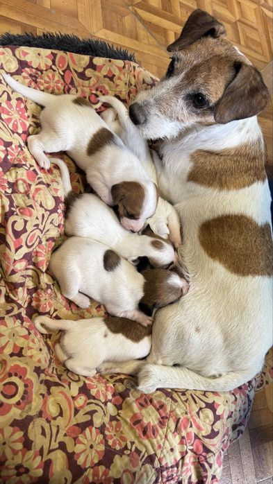 Щенки джек рассел терьер