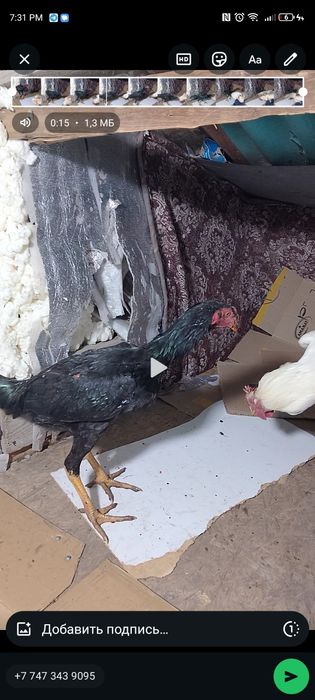 Продам даканов срочно