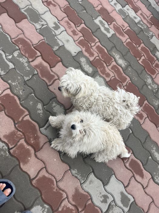 Donez 4 catei bichon