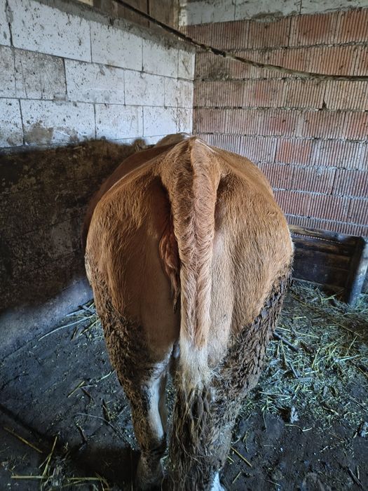 Vaca și juninca de vanzare