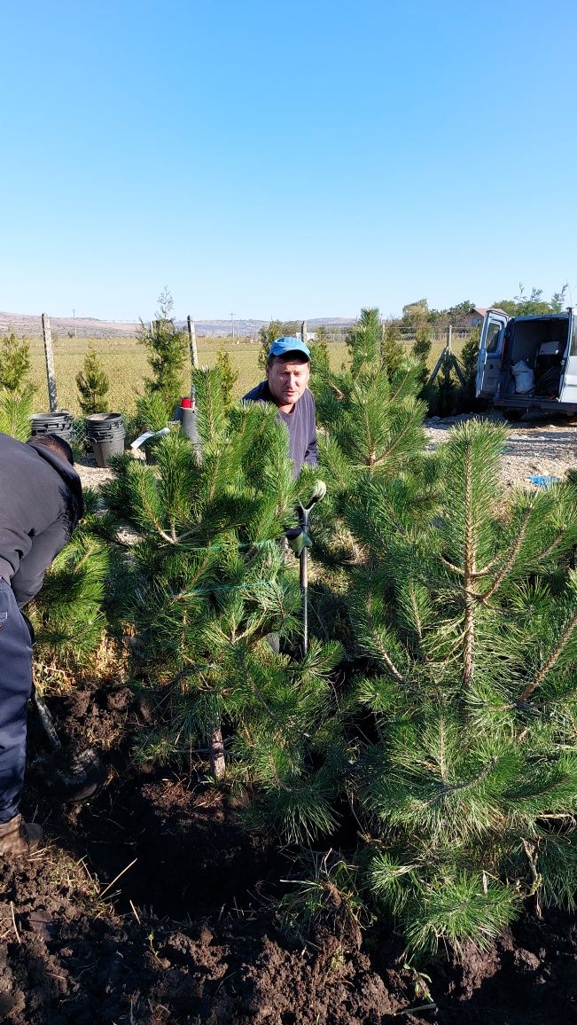 Pinus nigra Pin negru Pini pentru gradini