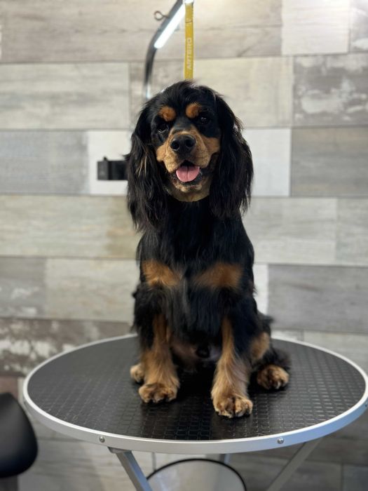 Груминг Pet Barber Варна