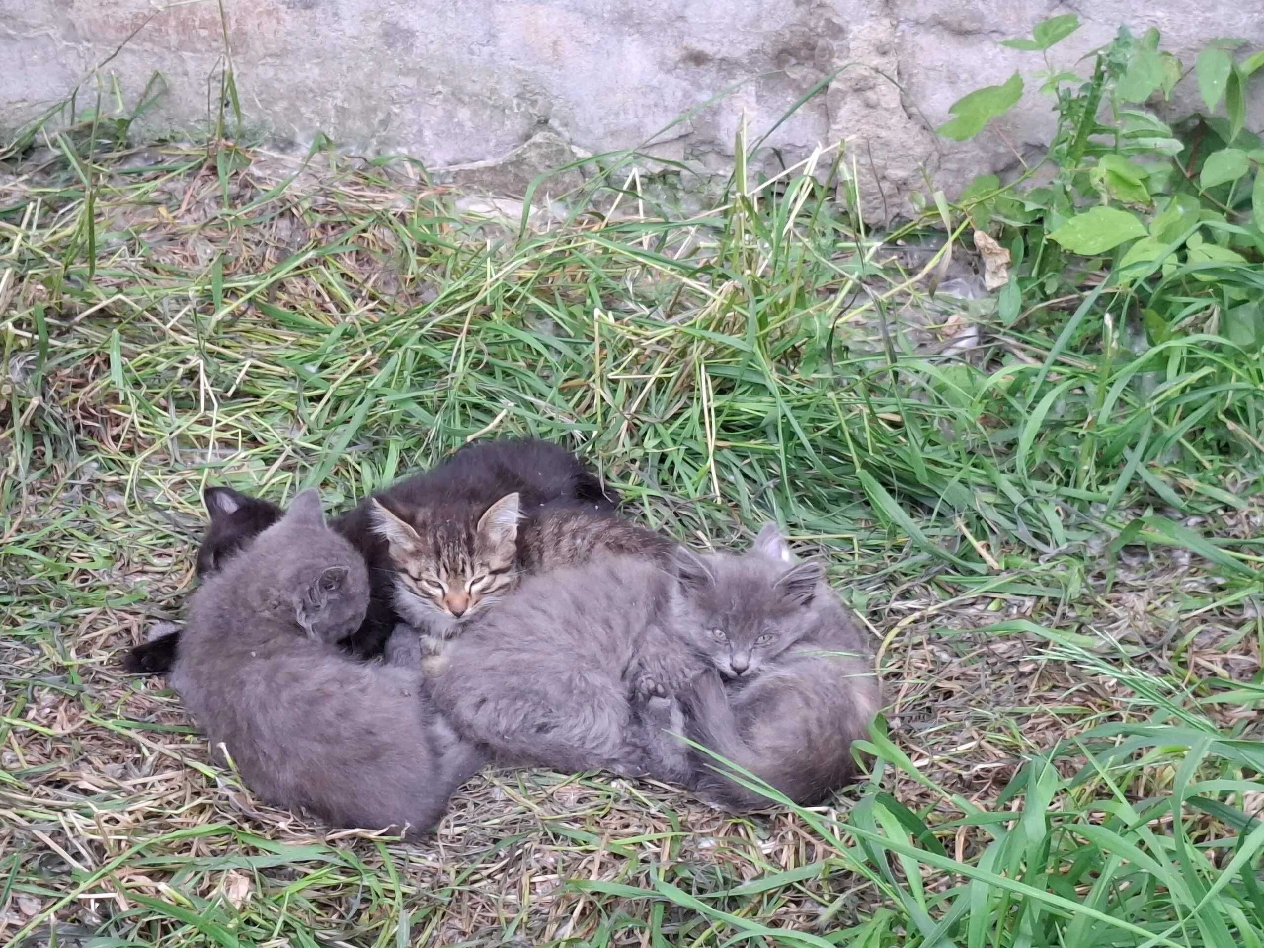 котёнка в добрые руки