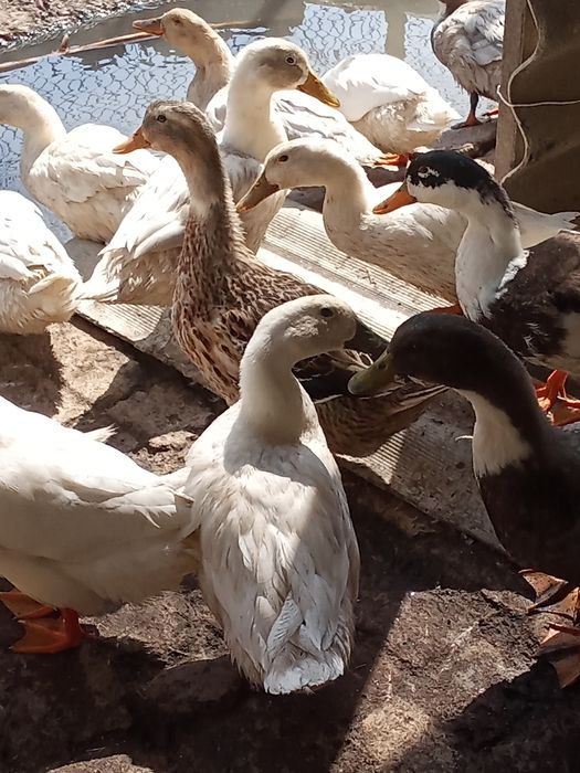 Pekin va Favorit turli oʻrdak sotiladi