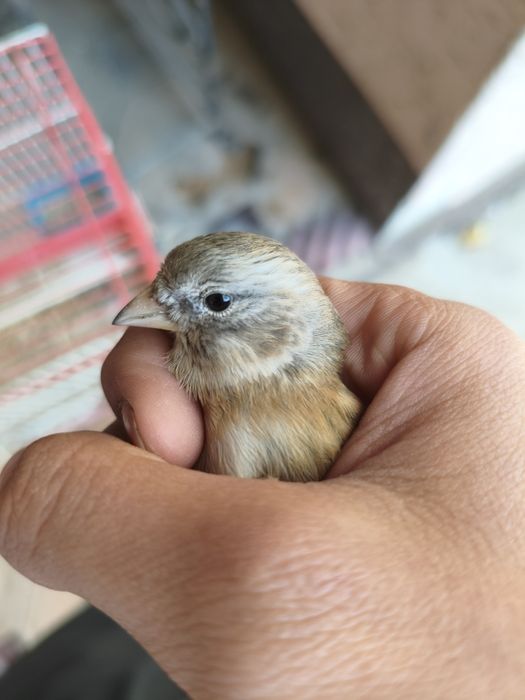 Продам гибрид самка