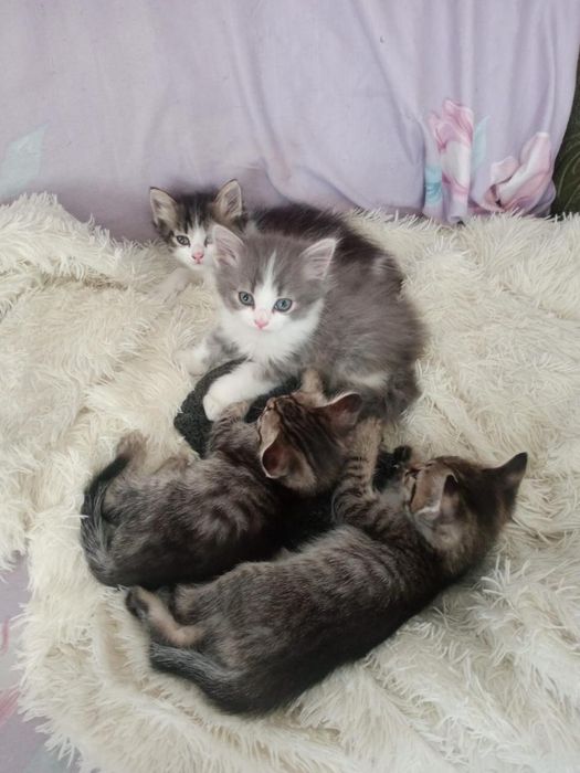 Отдам котят в хорошие и добрые руки